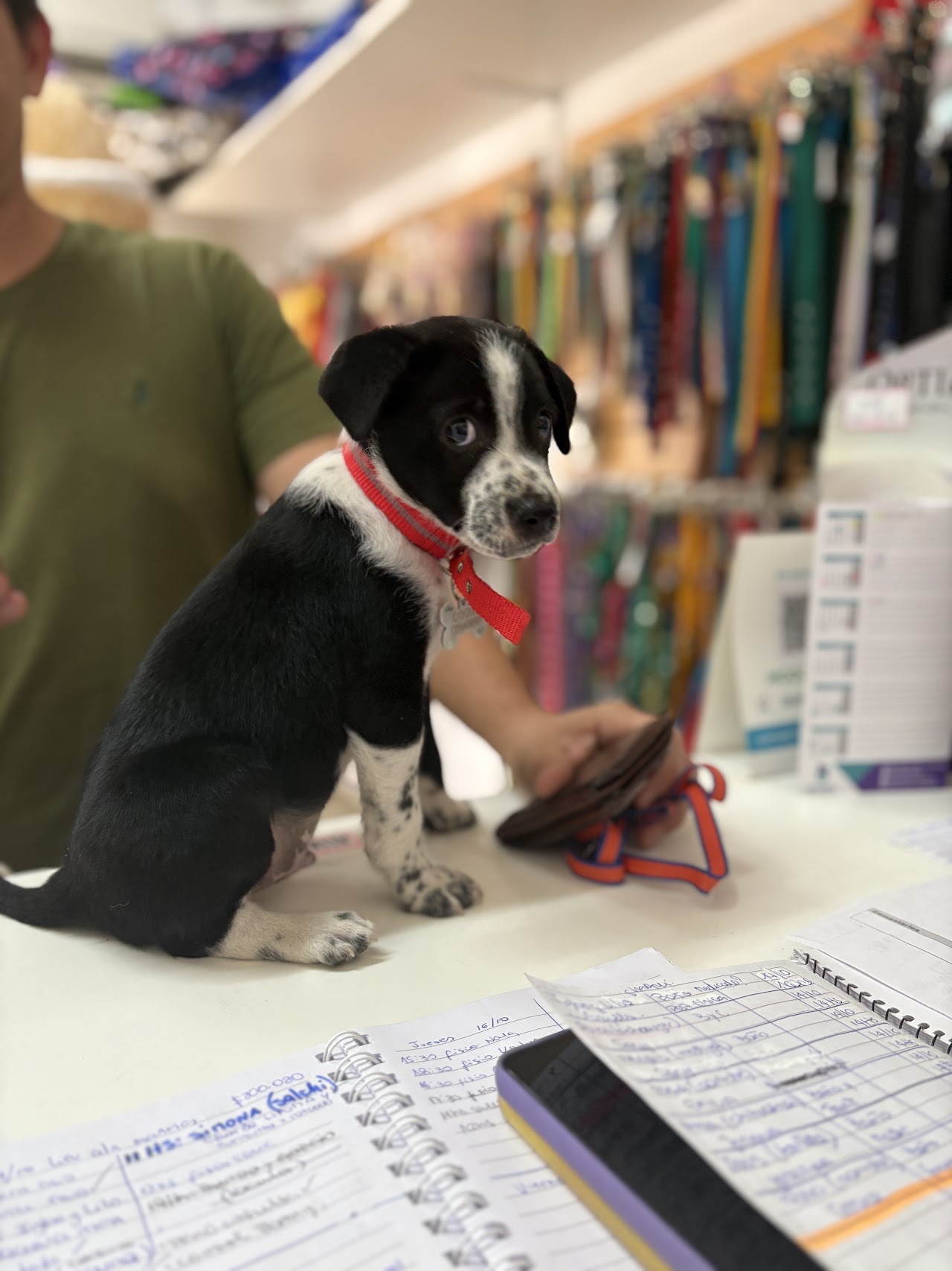 Mascota lista tras su turno de peluquería